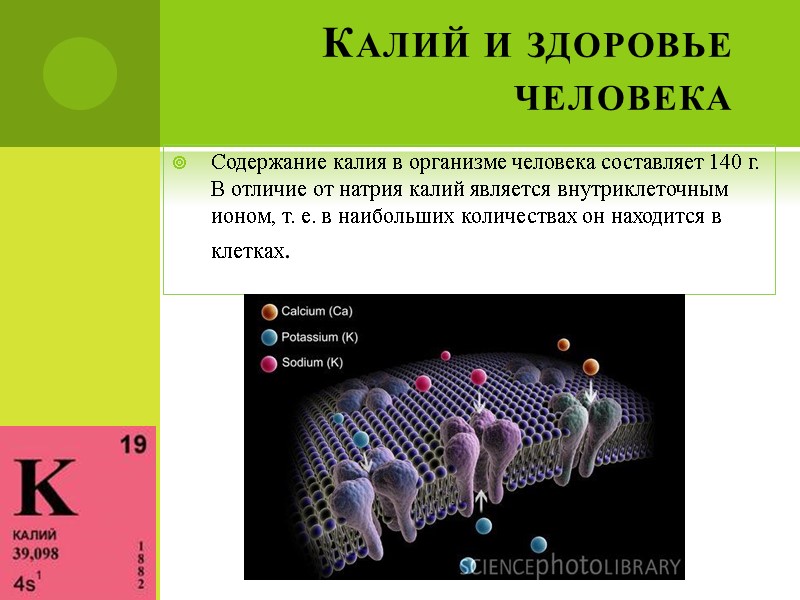 Калий и здоровье человека  Содержание калия в организме человека составляет 140 г. В